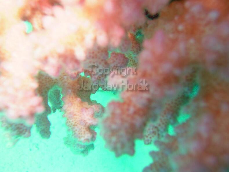 DSCF8003 koraly.jpg